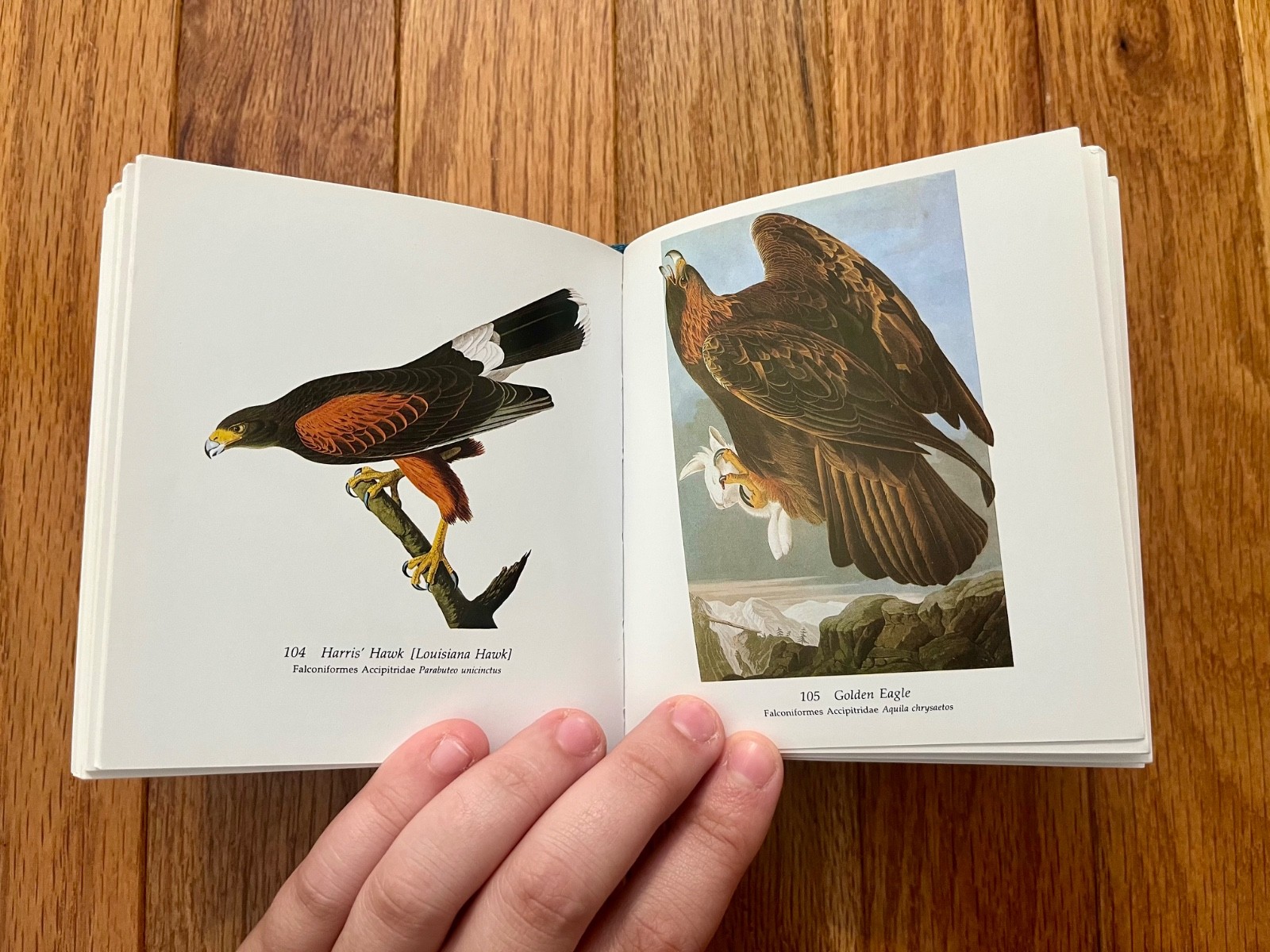 Audubon’s Birds of America by Roger & Virginia Peterson (2005 HB) Tiny Folio