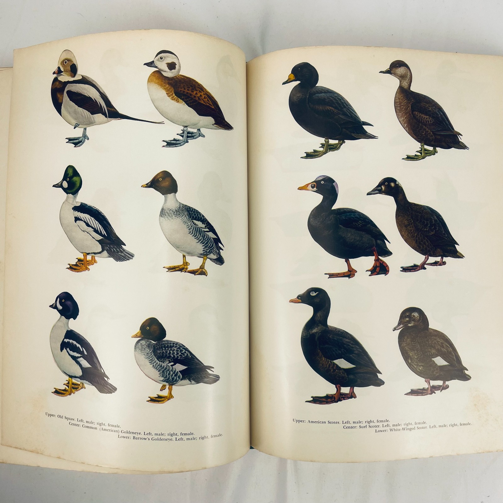 The New Hunters Encyclopedia editor Raymond R. Camp 1972 Third Revised Edition