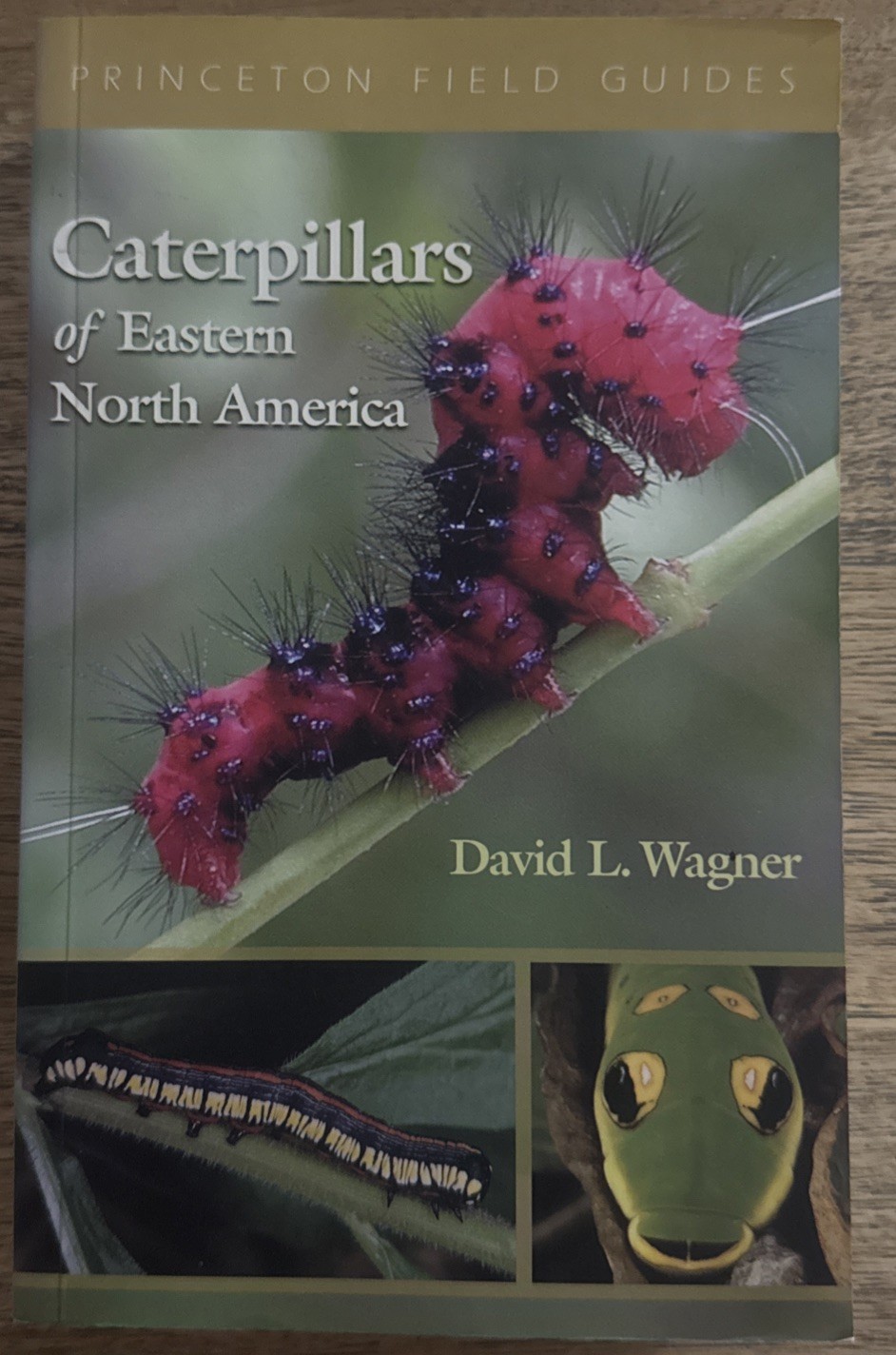 Caterpillars of Eastern North America: A Guide to Identification and Natural…