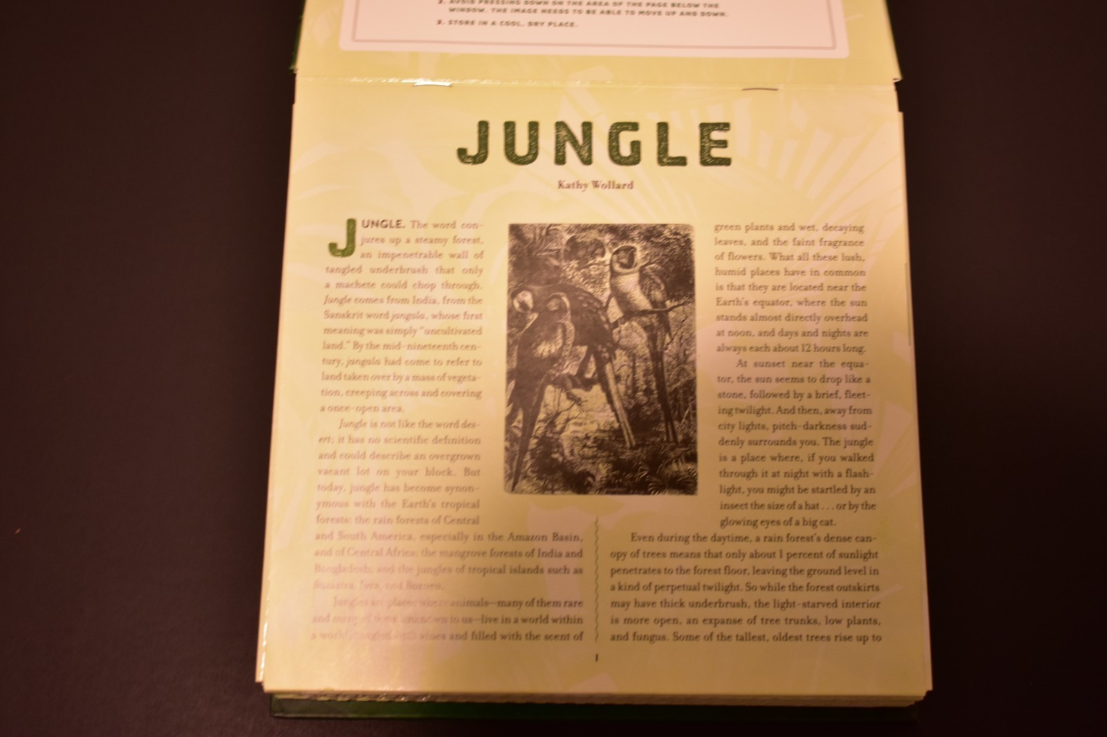 Jungle and Wild by Kathy Wollard and Dan Kainen (2016, Hardcover)
