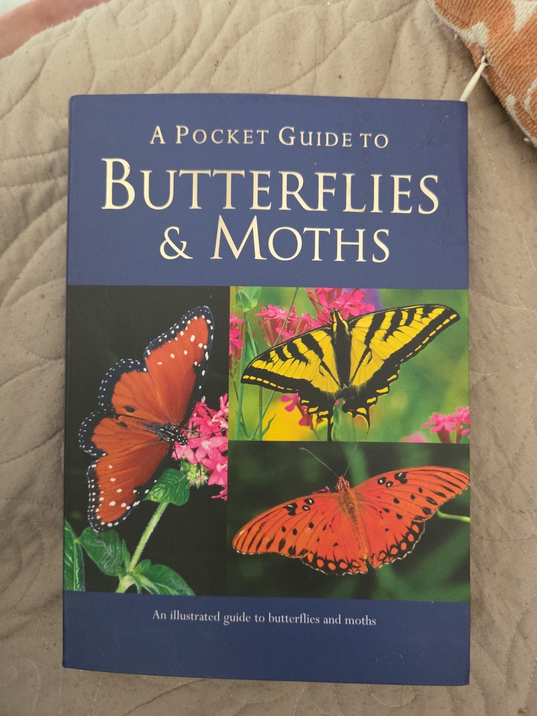 A Pocket Guide To Butterflies & Moths By Balmer