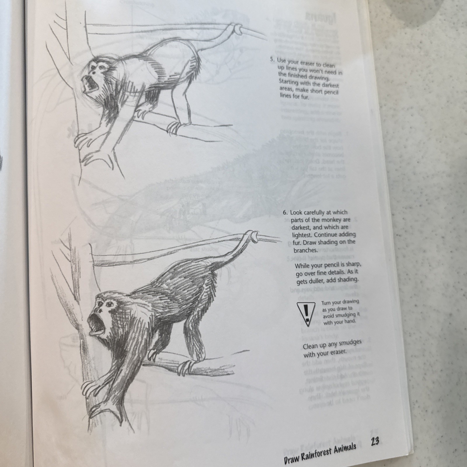 Draw Rainforest Animals Dubosque Doug