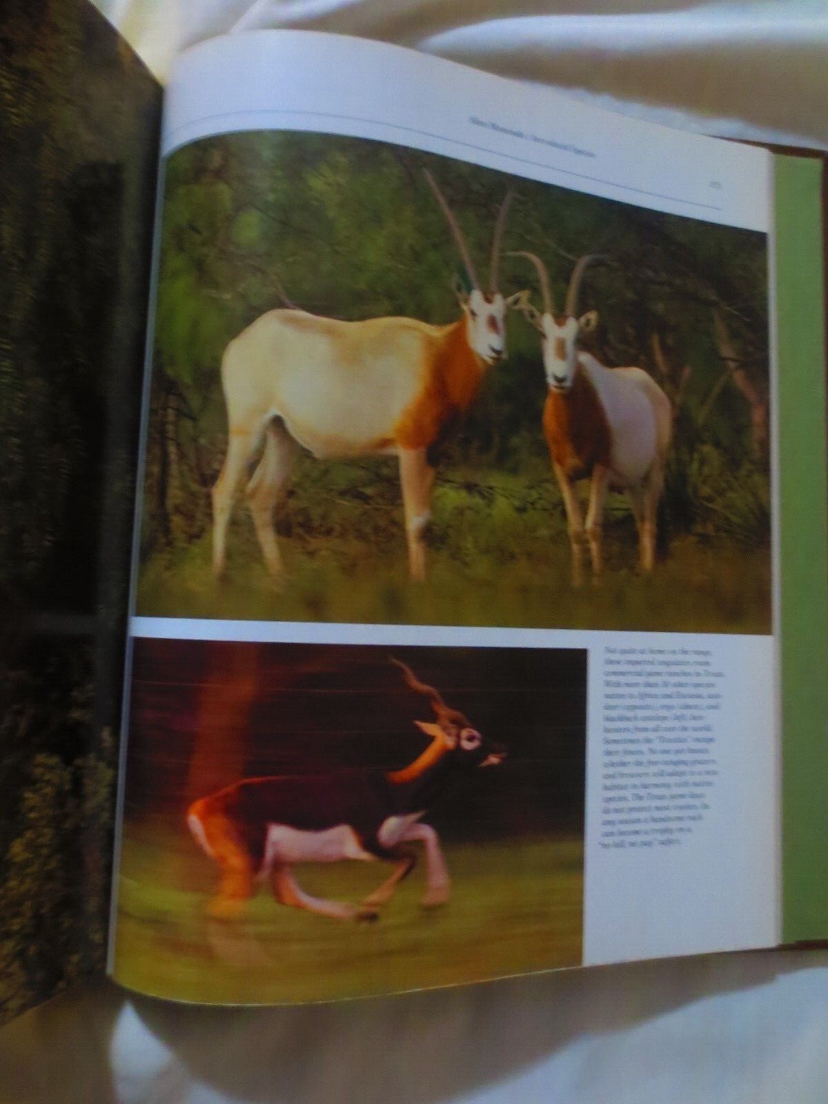 WILD ANIMALS OF NORTH AMERICA PADDED HARDCOVER 406 PAGES