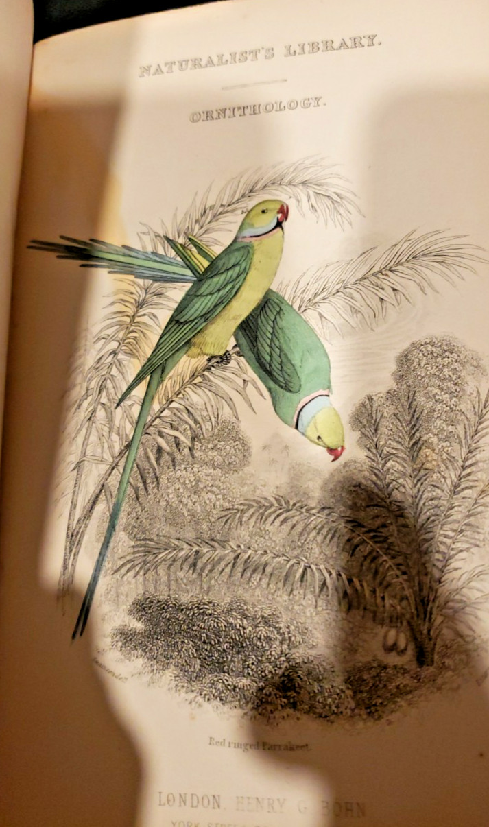 Antique Naturalist’s Library Ornithology Birds Of Western Africa 1861
