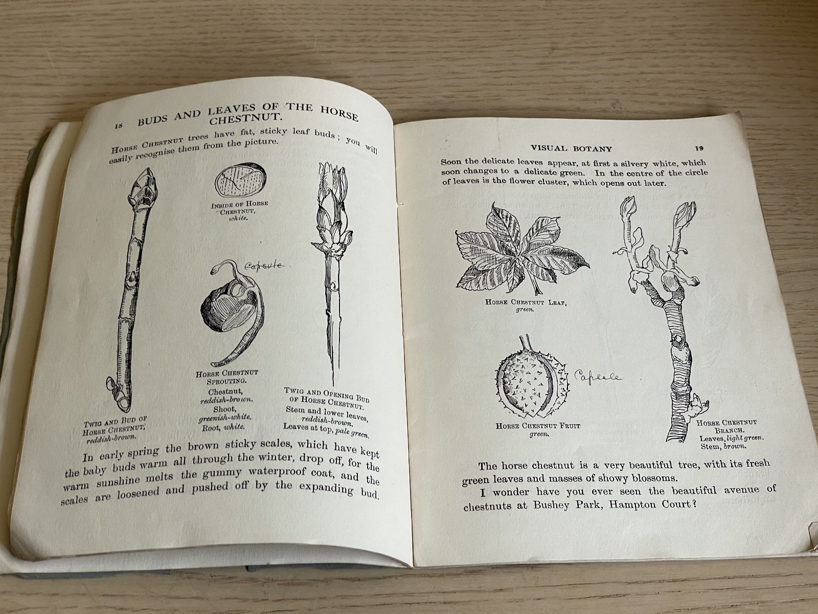 Agnes Nightingale VISUAL BOTANY pb 1921 A & C Black Ltd