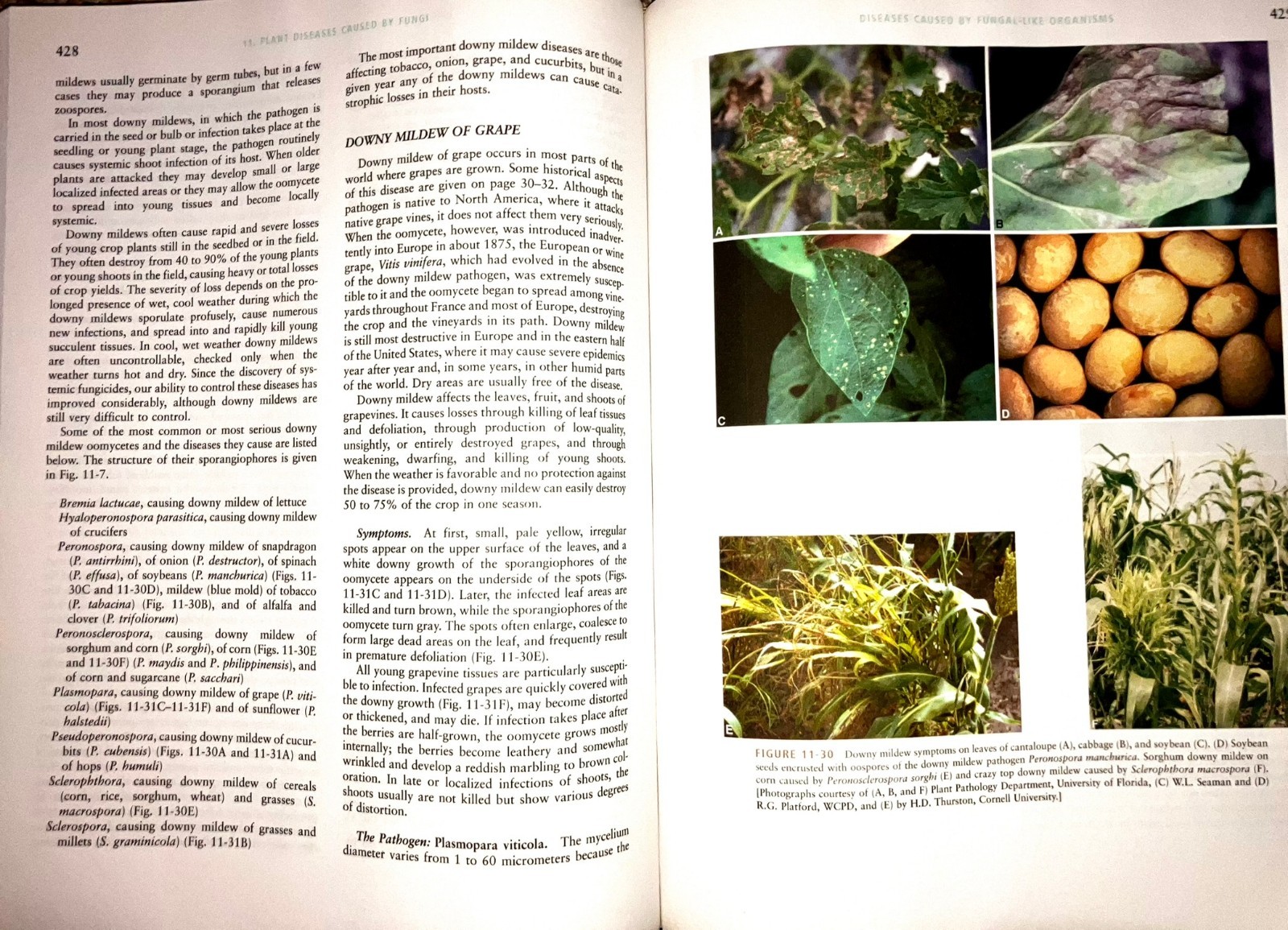 Plant Pathology by George N. Agrios – Fifth Edition