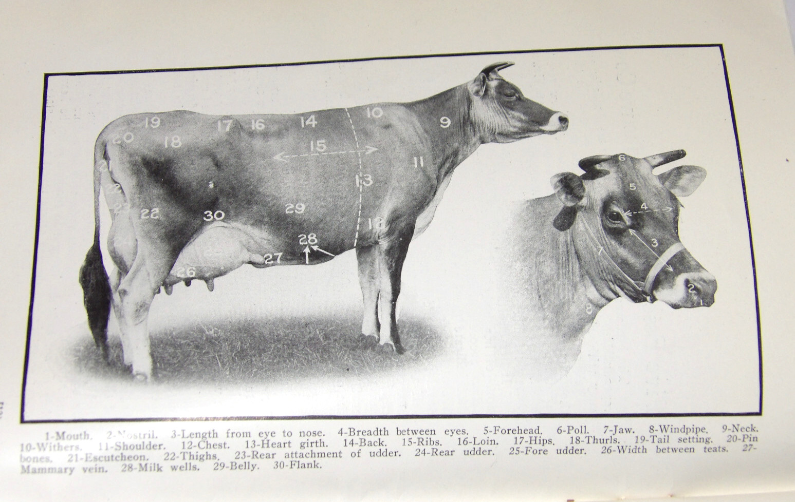 1911 VAN PELT’S COW DEMONSTRATION BOOK! 1st EDITION! ILLUSTRATED! 5 ESSENTIALS!