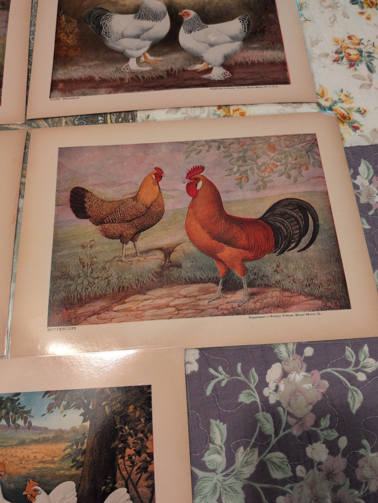 12- 1920s-1930s Poultry Tribune Magazine Chicken Poultry Prints- Laminated