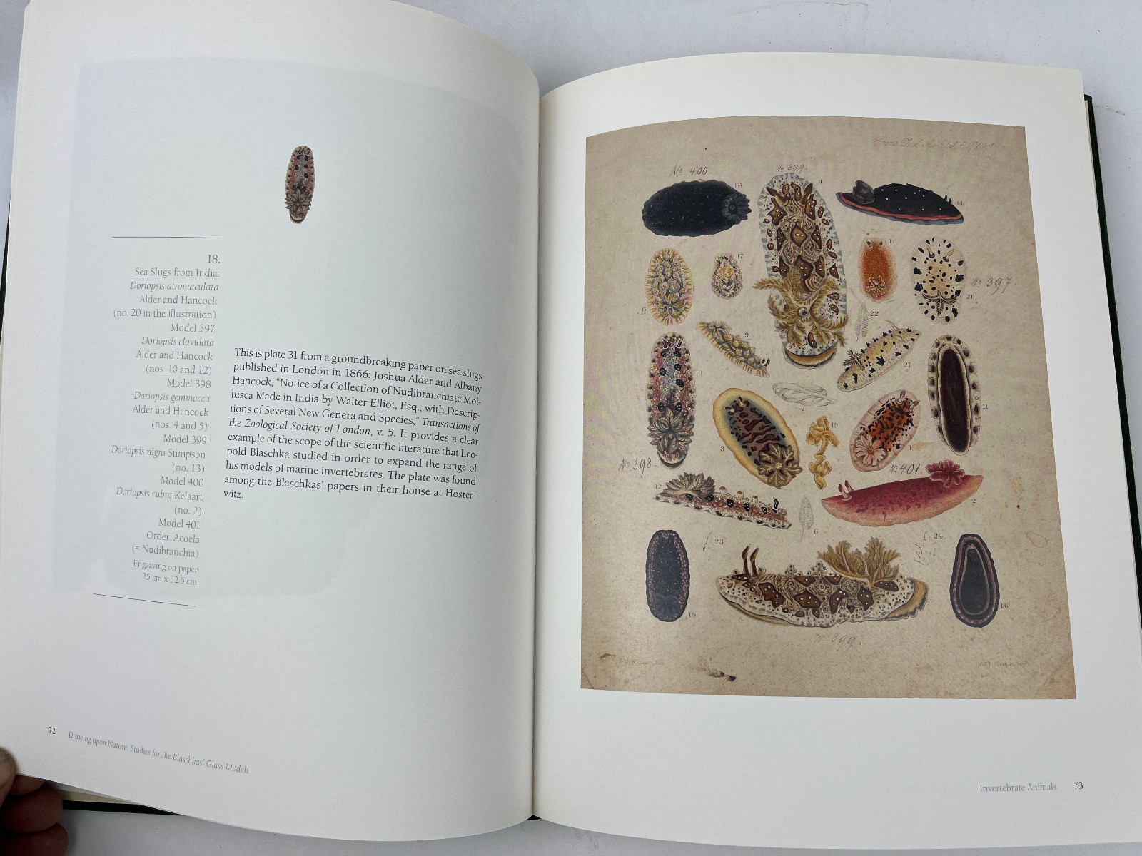 2007 Drawing Upon Nature: Studies for the Blaschkas’ Glass Models Botanical Ills