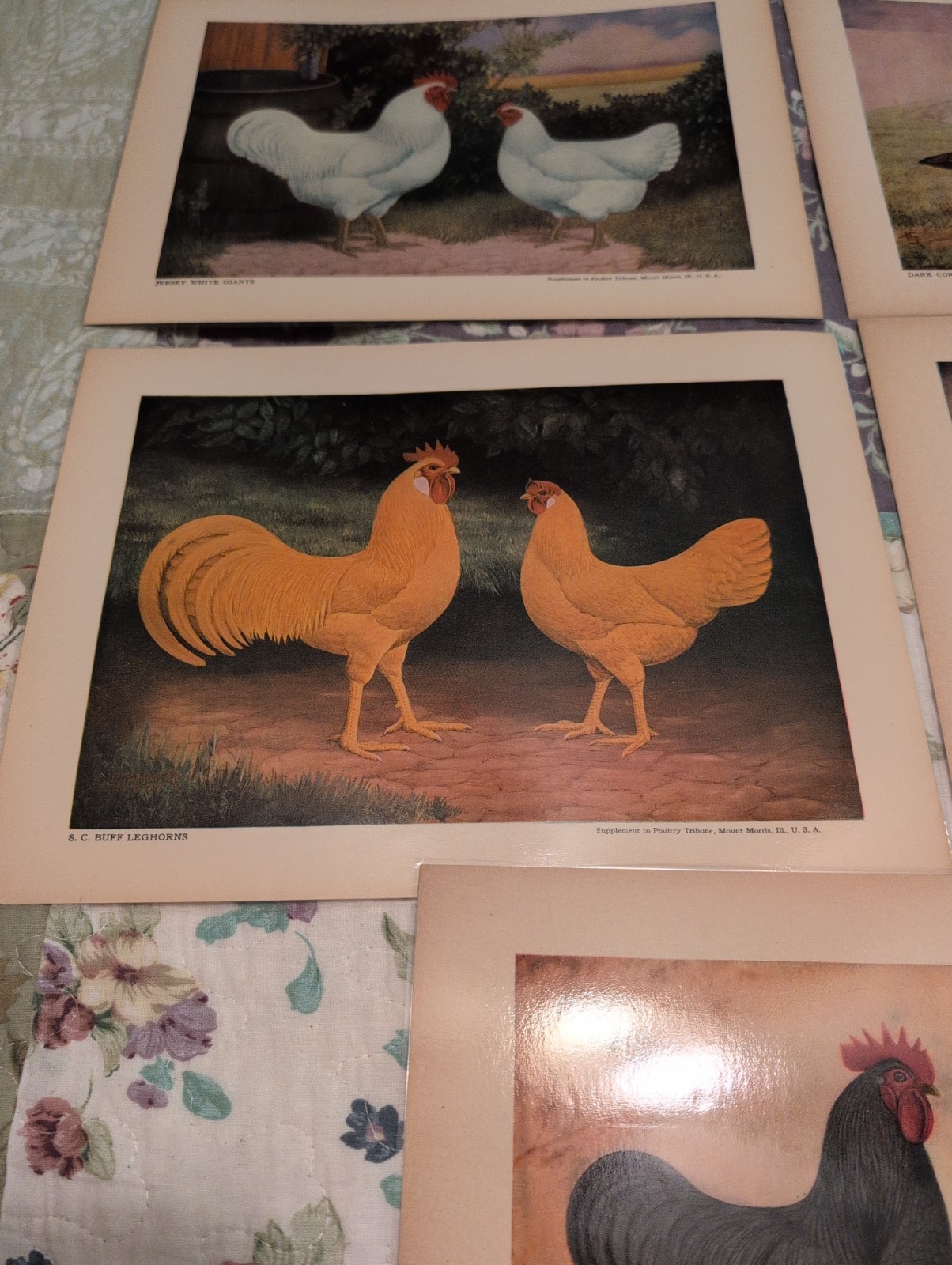 12- 1920s-1930s Poultry Tribune Magazine Chicken Poultry Prints- Laminated