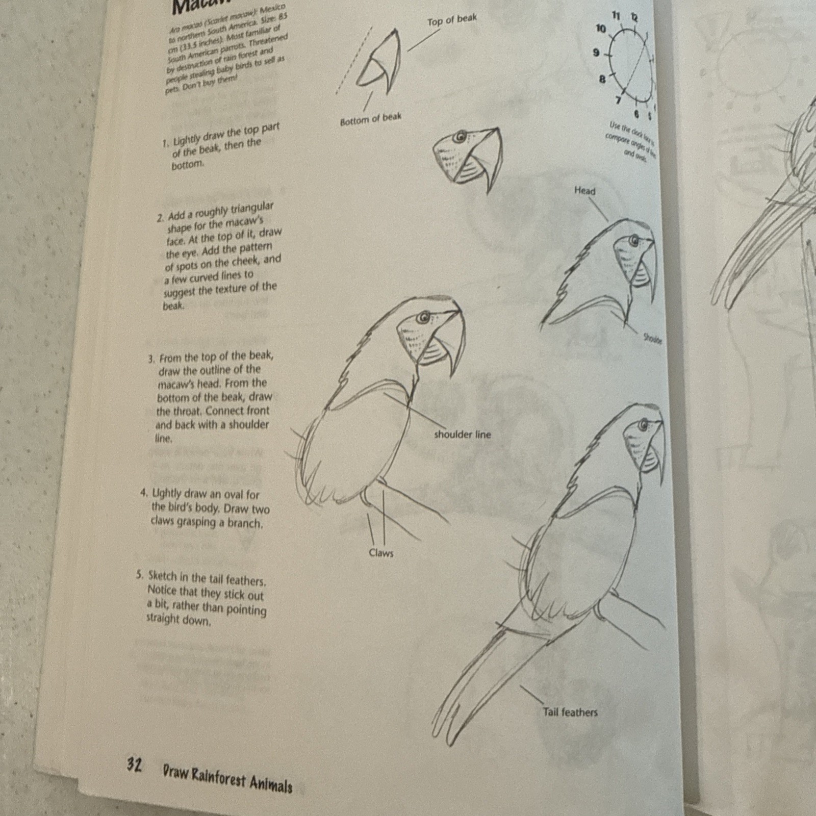 Draw Rainforest Animals Dubosque Doug