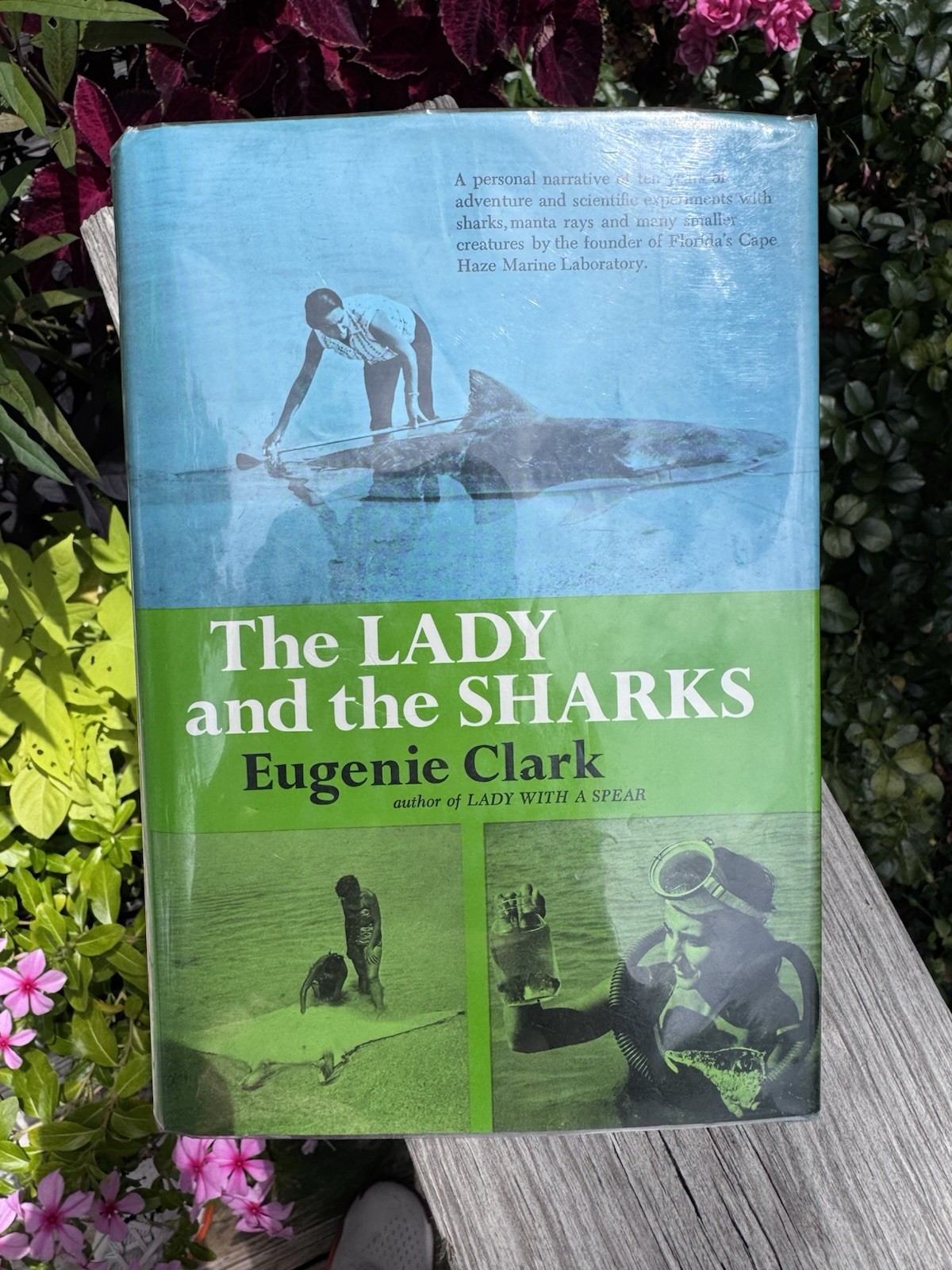 The Lady and the Sharks 1969 Eugenie Clark 1st Edition Hardcover Book with Cover