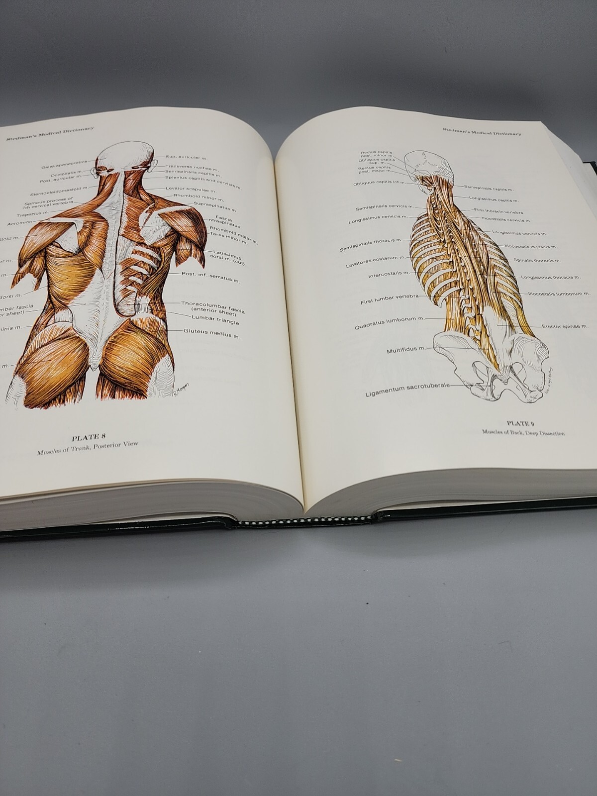 Stedman’s Medical Dictionary 25th Edition Illustrated Hardbound 1,784 Pages