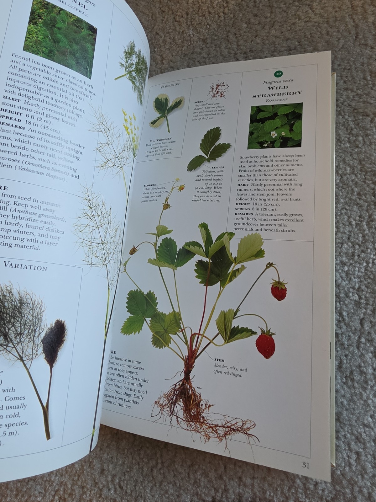 Growing Herbs by Deni Bown (1995 Paperback First Edition DK Guide with Chart)