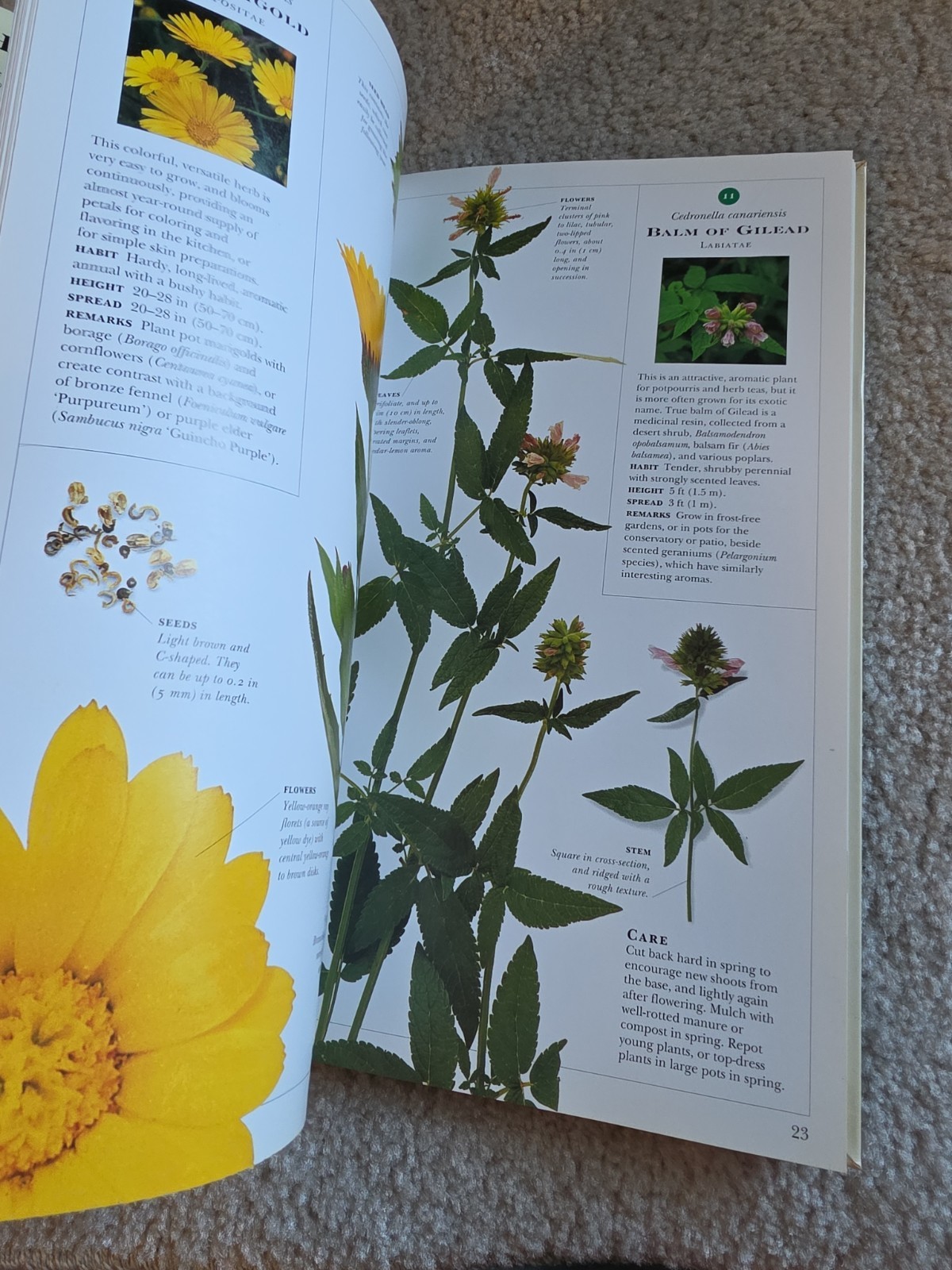 Growing Herbs by Deni Bown (1995 Paperback First Edition DK Guide with Chart)