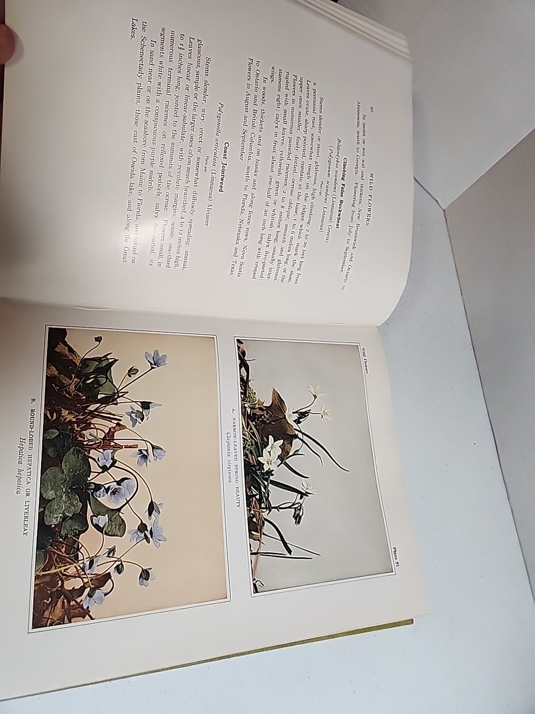 Wild Flowers by Homer D. House 1935 The Macmillan Company with dust jacket!