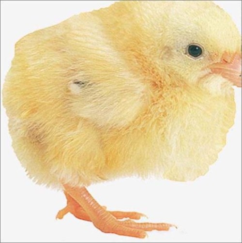 Chick Board Books Deni, Dorling Kindersley Publishing Staff Bown