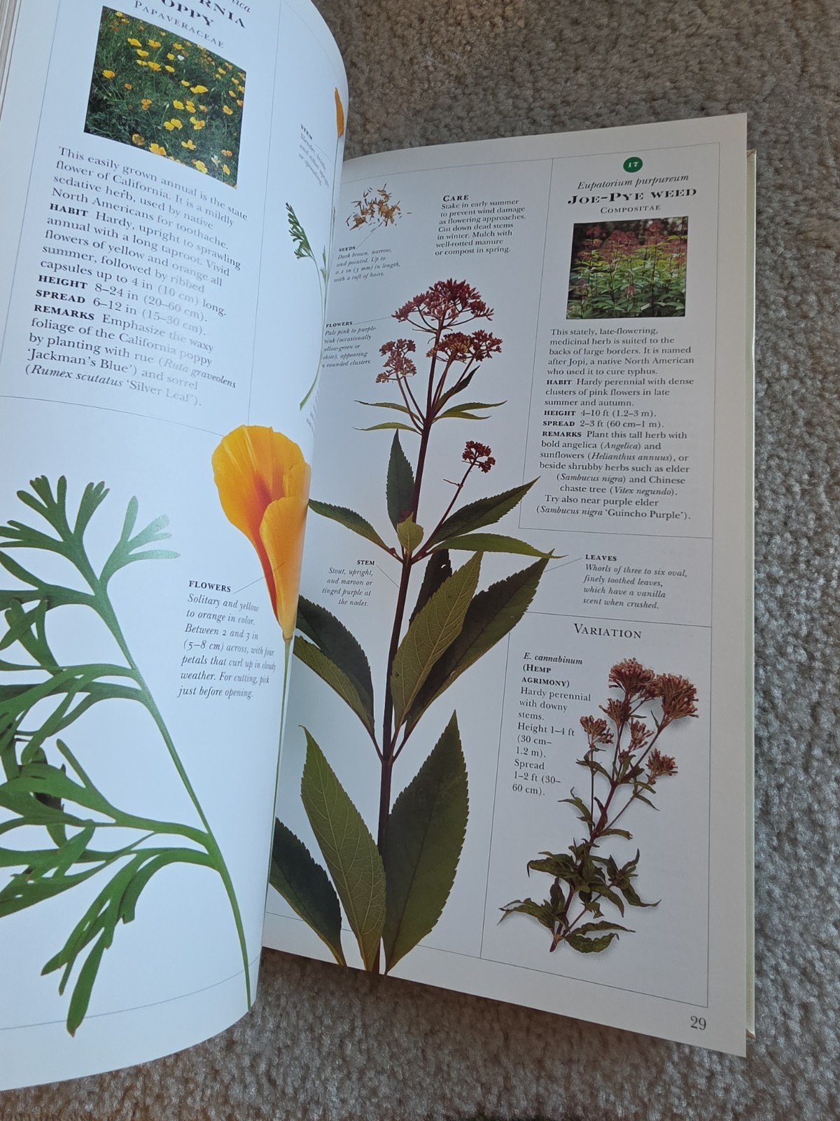 Growing Herbs by Deni Bown (1995 Paperback First Edition DK Guide with Chart)