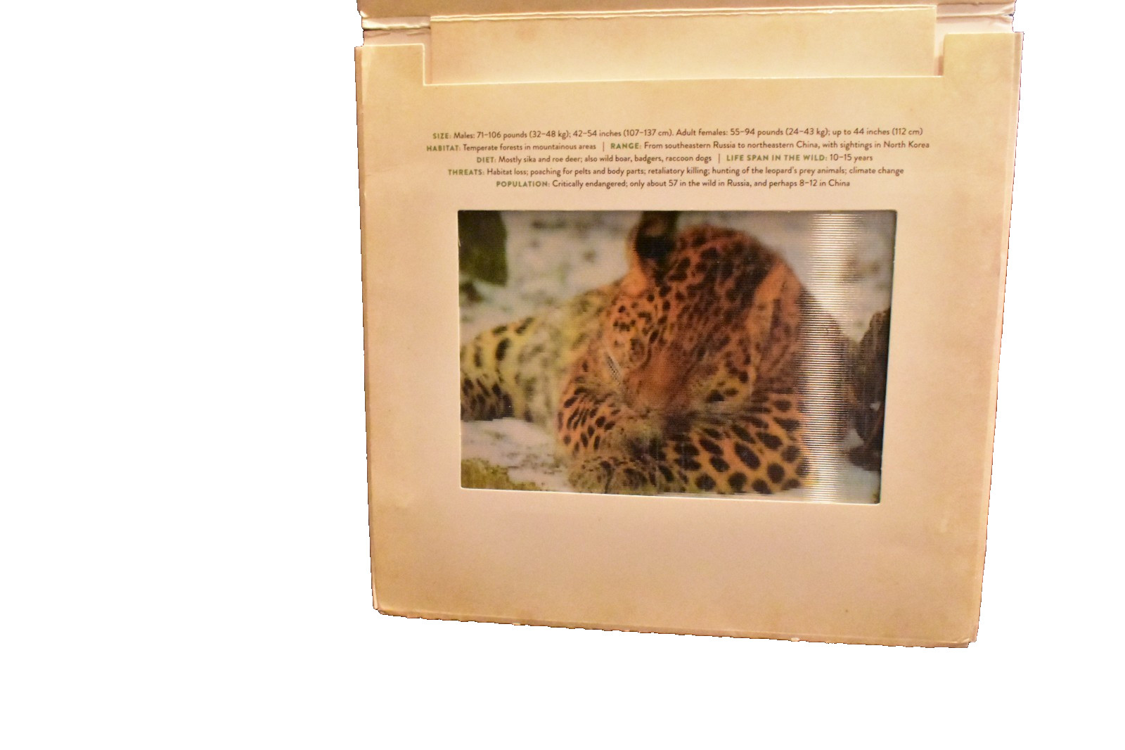 Jungle and Wild by Kathy Wollard and Dan Kainen (2016, Hardcover)