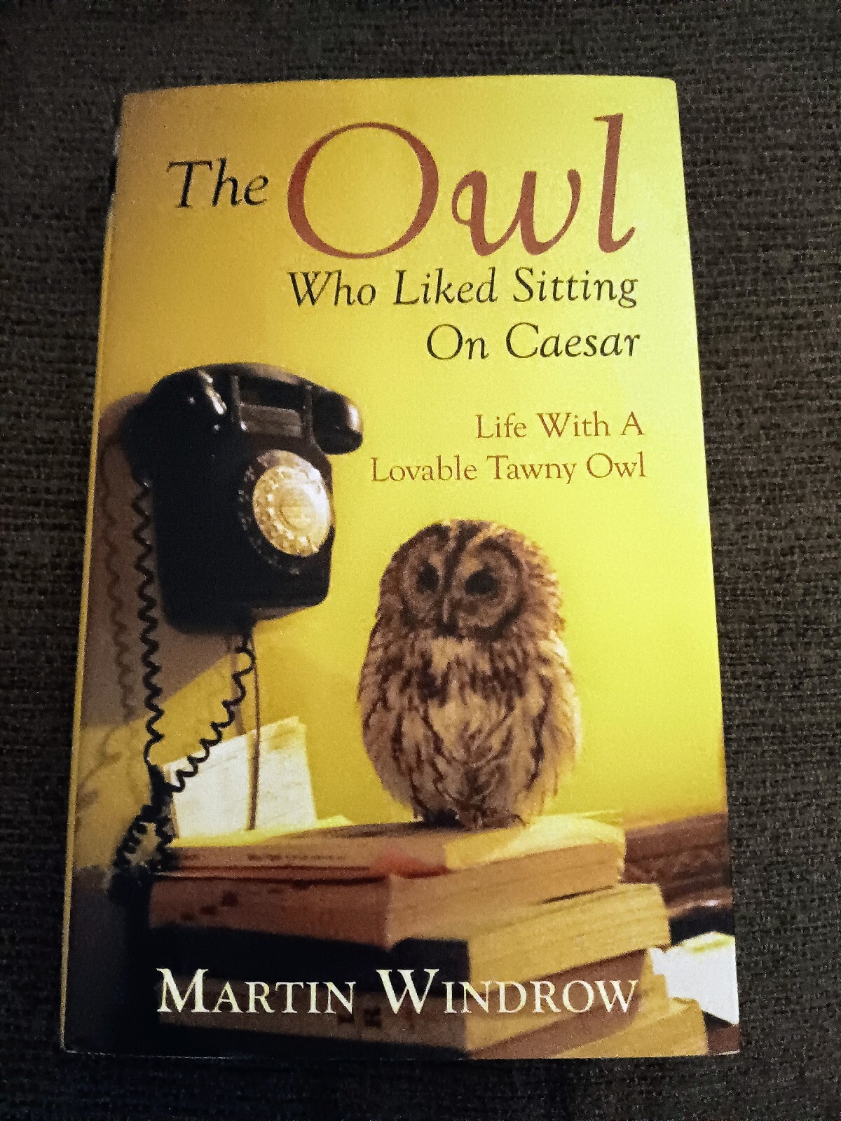 SIGNED & Inscribed, LIKE NEW, 1st Edition The Owl Who Liked Sitting On Caesar…
