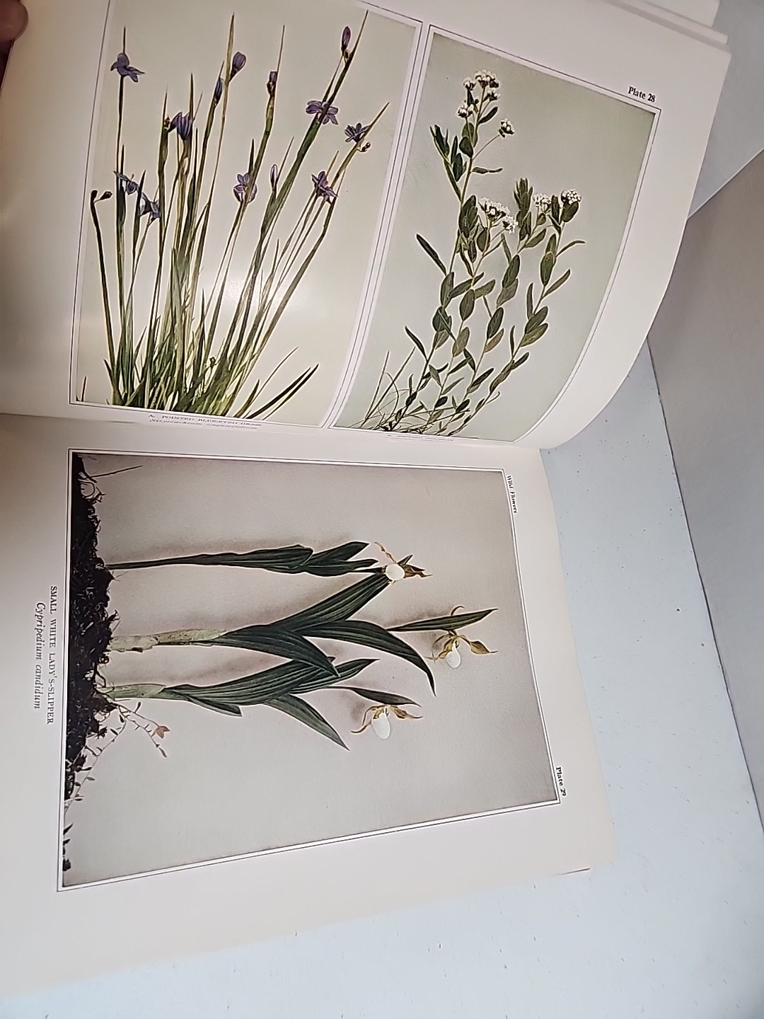 Wild Flowers by Homer D. House 1935 The Macmillan Company with dust jacket!