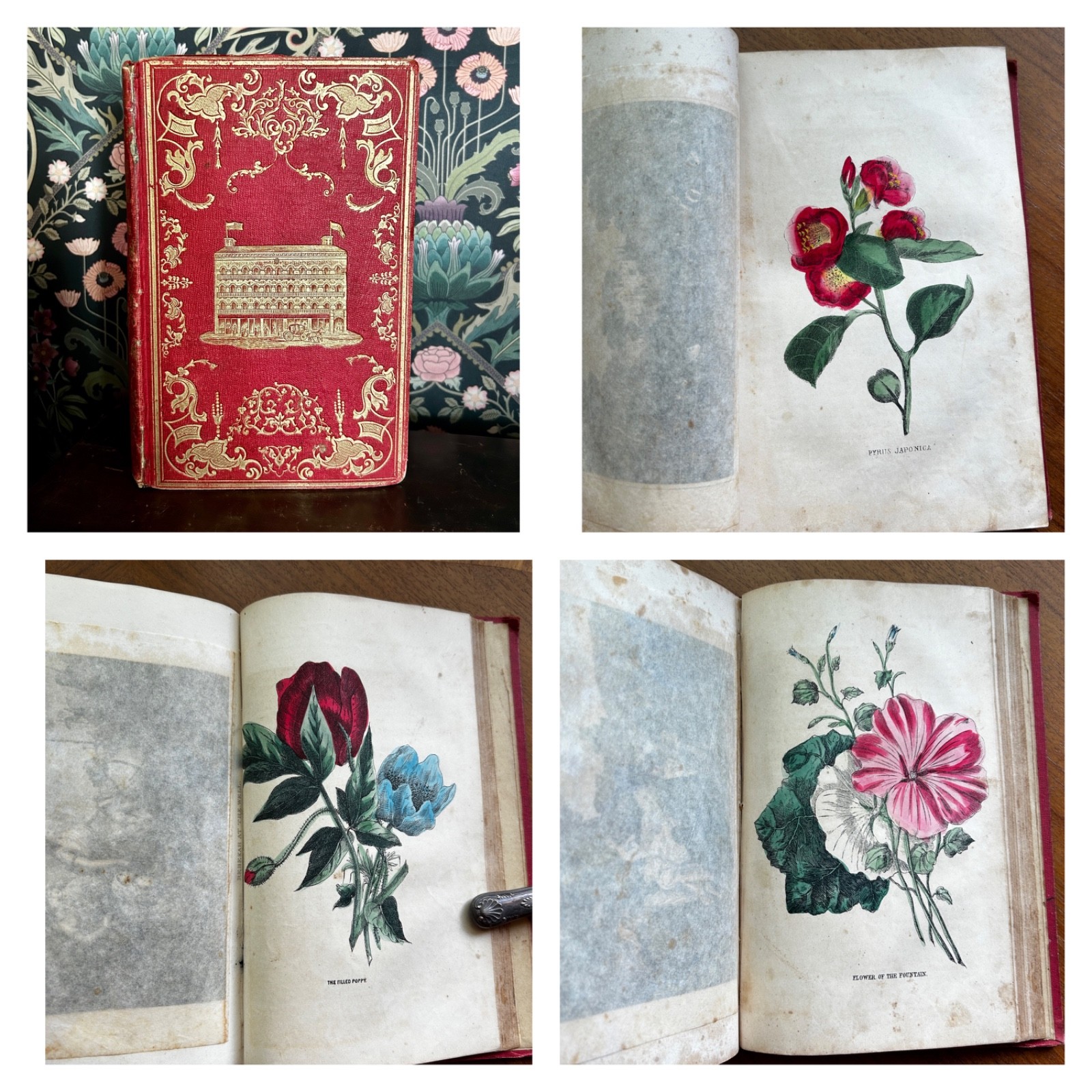 Family Annual Gift Book 1853 Hand Colored Flower Plates Cyrus Stone Pretty Book
