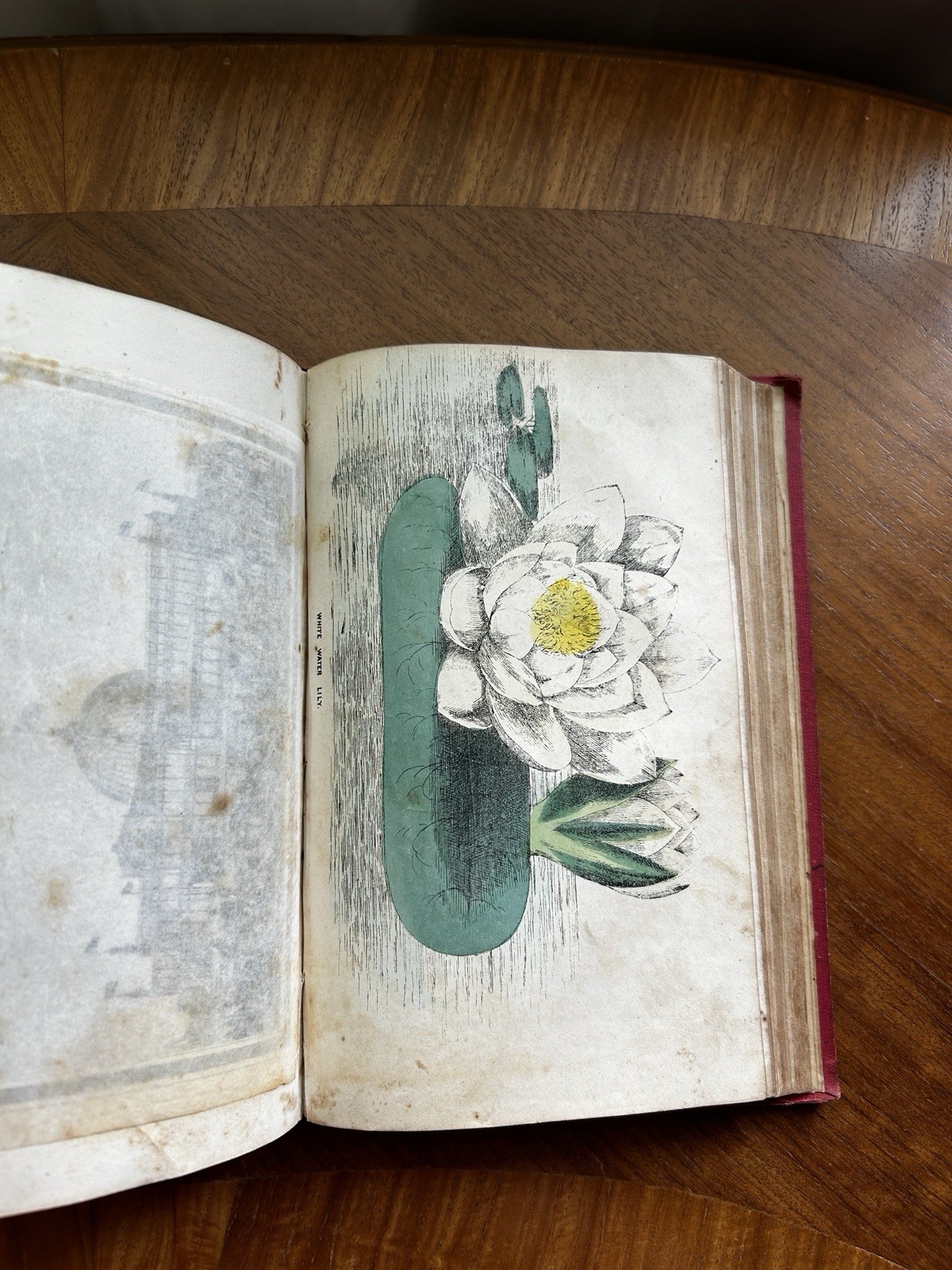 Family Annual Gift Book 1853 Hand Colored Flower Plates Cyrus Stone Pretty Book