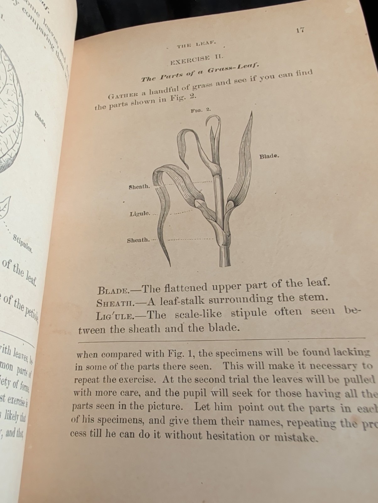 1872 First Book of Botany by Eliza A Youmans, Illustrated Hardcover 202 pages