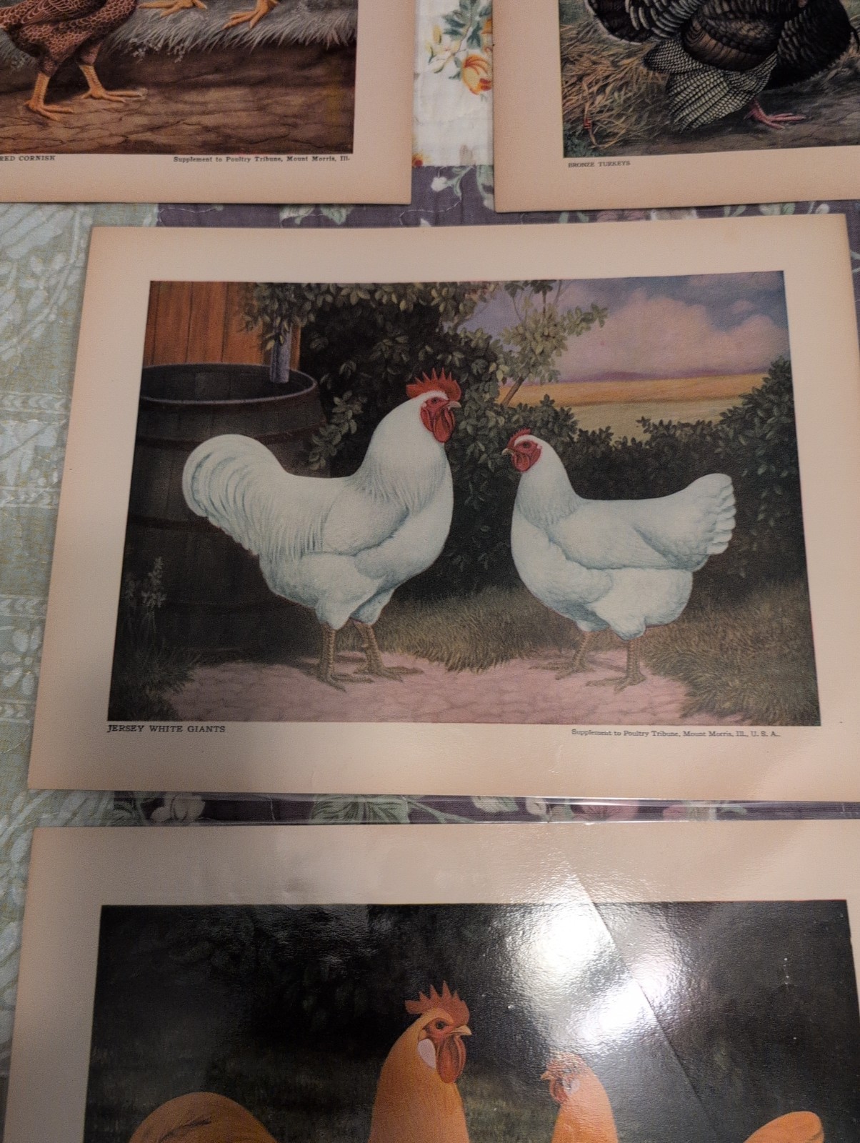 12- 1920s-1930s Poultry Tribune Magazine Chicken Poultry Prints- Laminated
