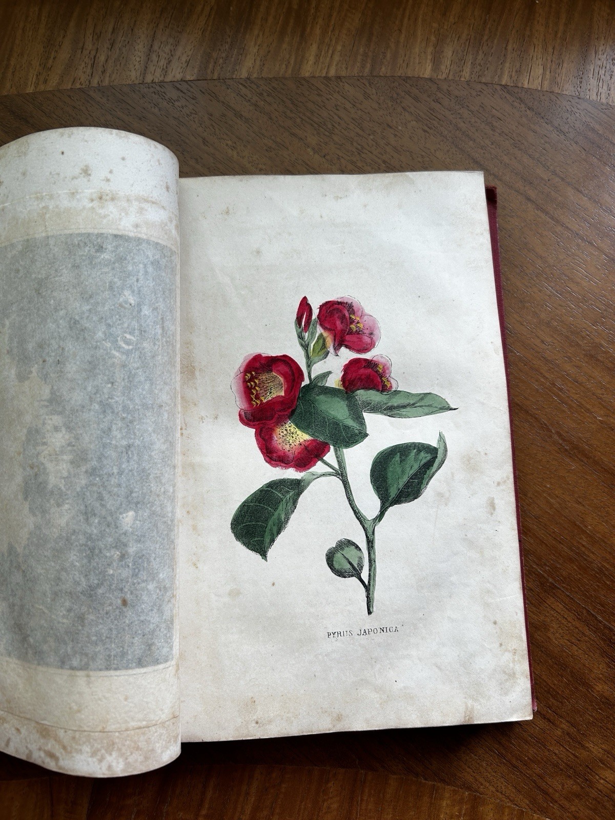 Family Annual Gift Book 1853 Hand Colored Flower Plates Cyrus Stone Pretty Book
