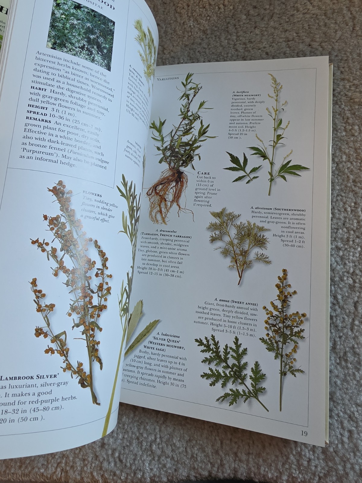Growing Herbs by Deni Bown (1995 Paperback First Edition DK Guide with Chart)