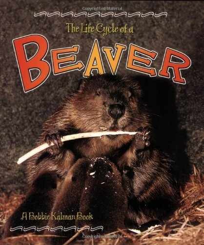 The Life Cycle of a Beaver – Paperback, by Kalman Bobbie – Very Good