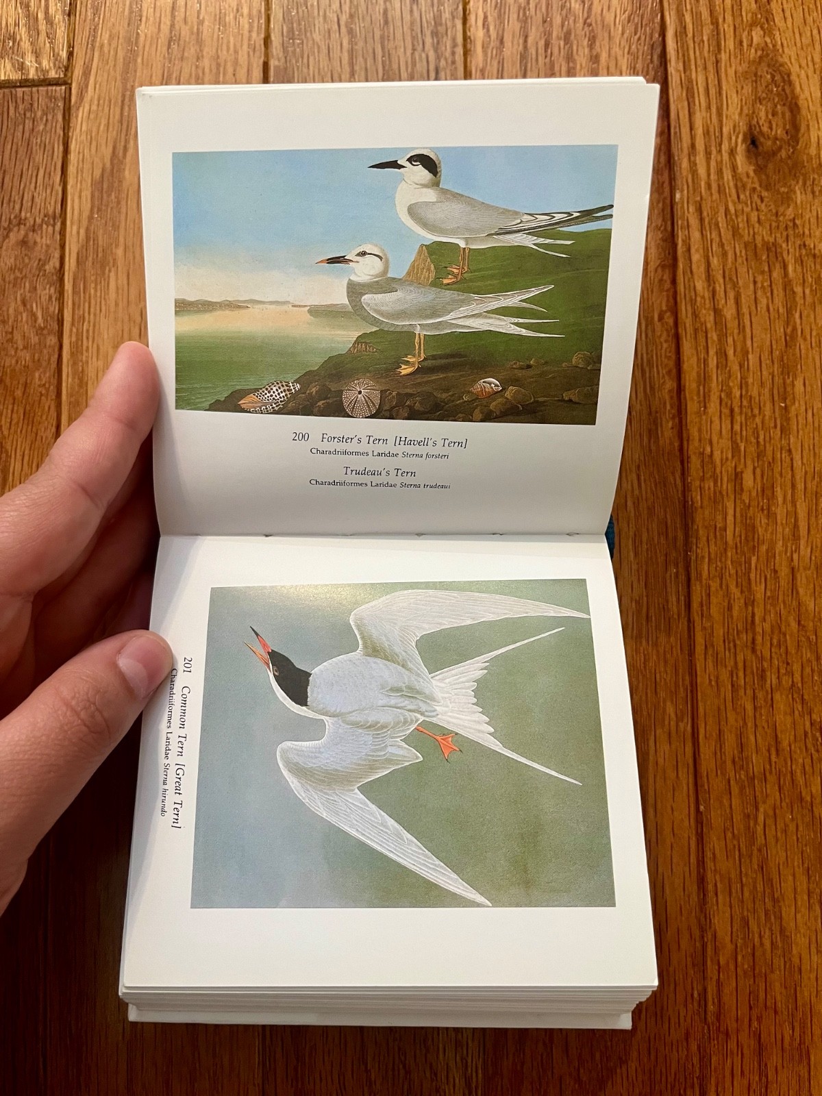 Audubon’s Birds of America by Roger & Virginia Peterson (2005 HB) Tiny Folio