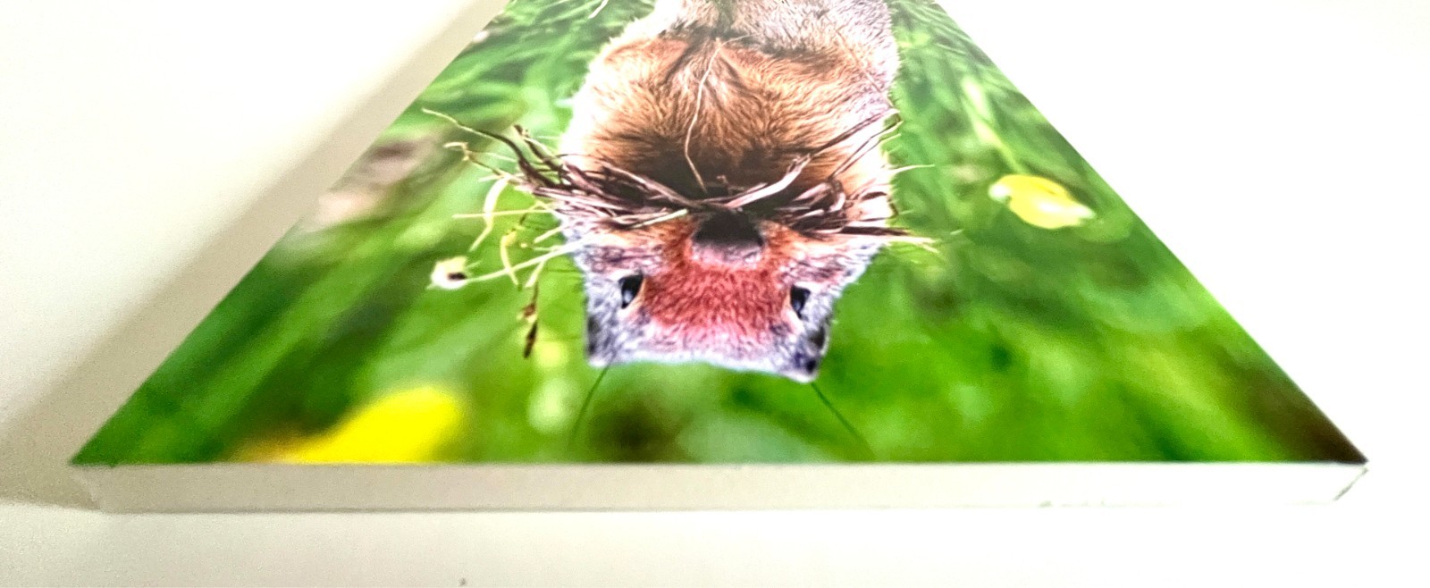 Glacier National Park Journal BRAND NEW Columbian Ground Squirrel $5.99 Huzzah