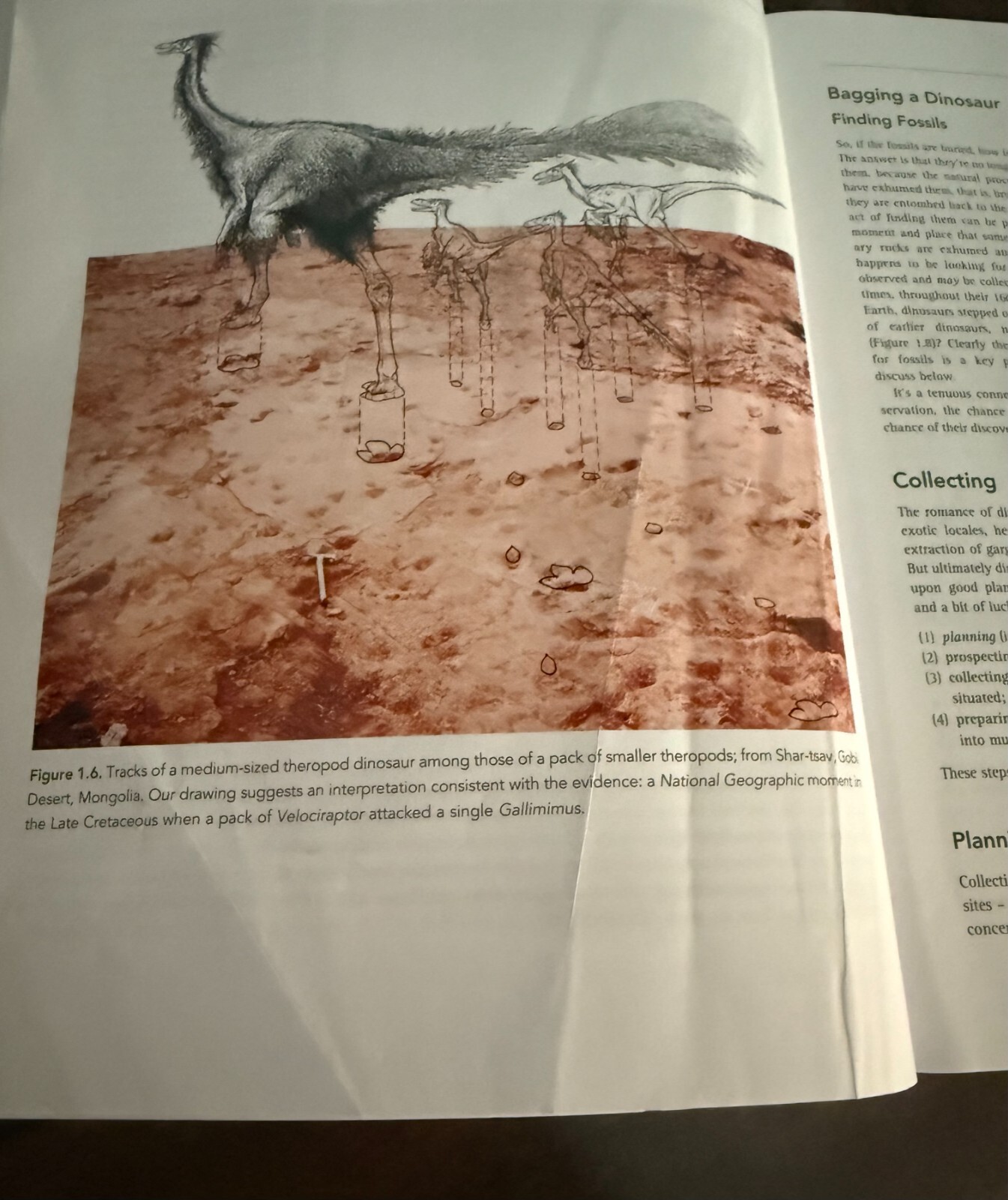 Dinosaurs: A Concise Natural History by Fastovsky, David E., Weishampel, David