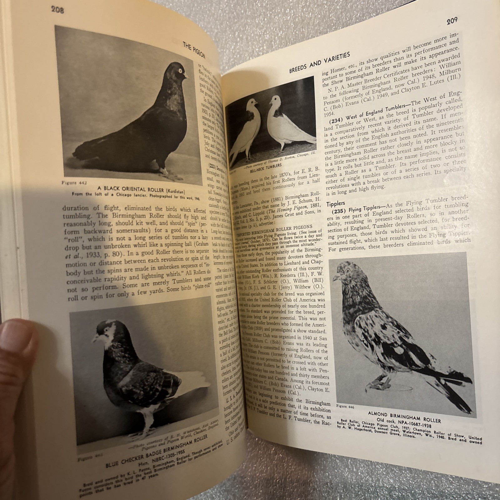 Pigeon by Wendell M. Levi (Hardcover 1998 Reprinted Edition) No DJ