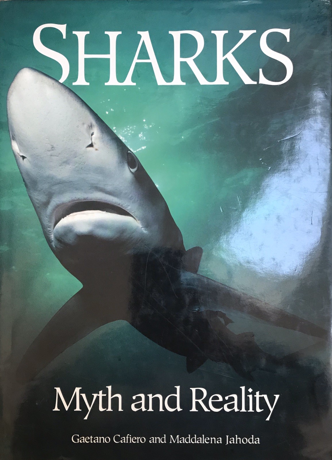 SHARKS: MYTH AND REALITY By Gaetano Cafiero & Maddelena Jahoda – Hardcover 1994
