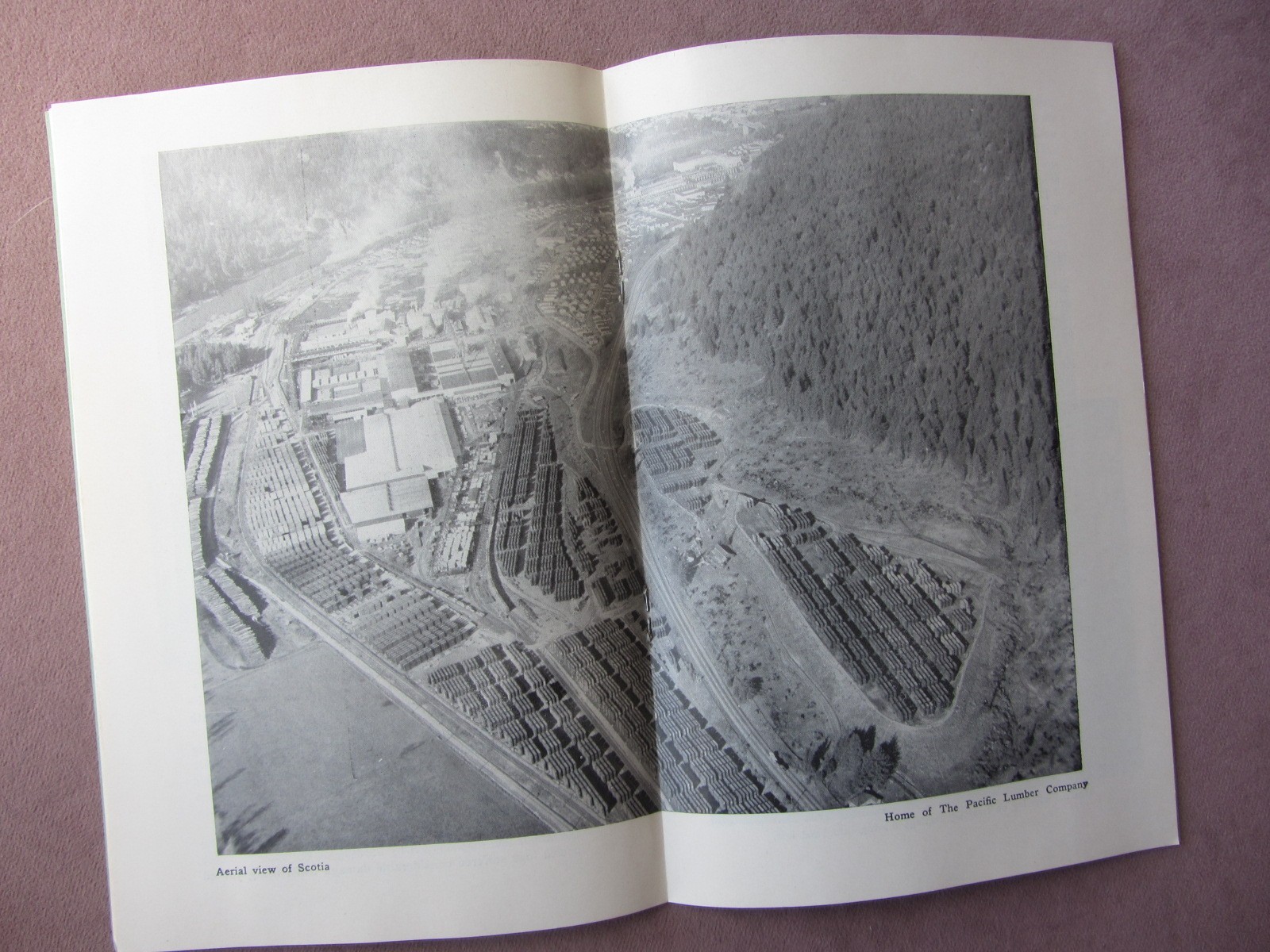 1957 Scotia Home of The Pacific Lumber Company Booklet History Photos Logging