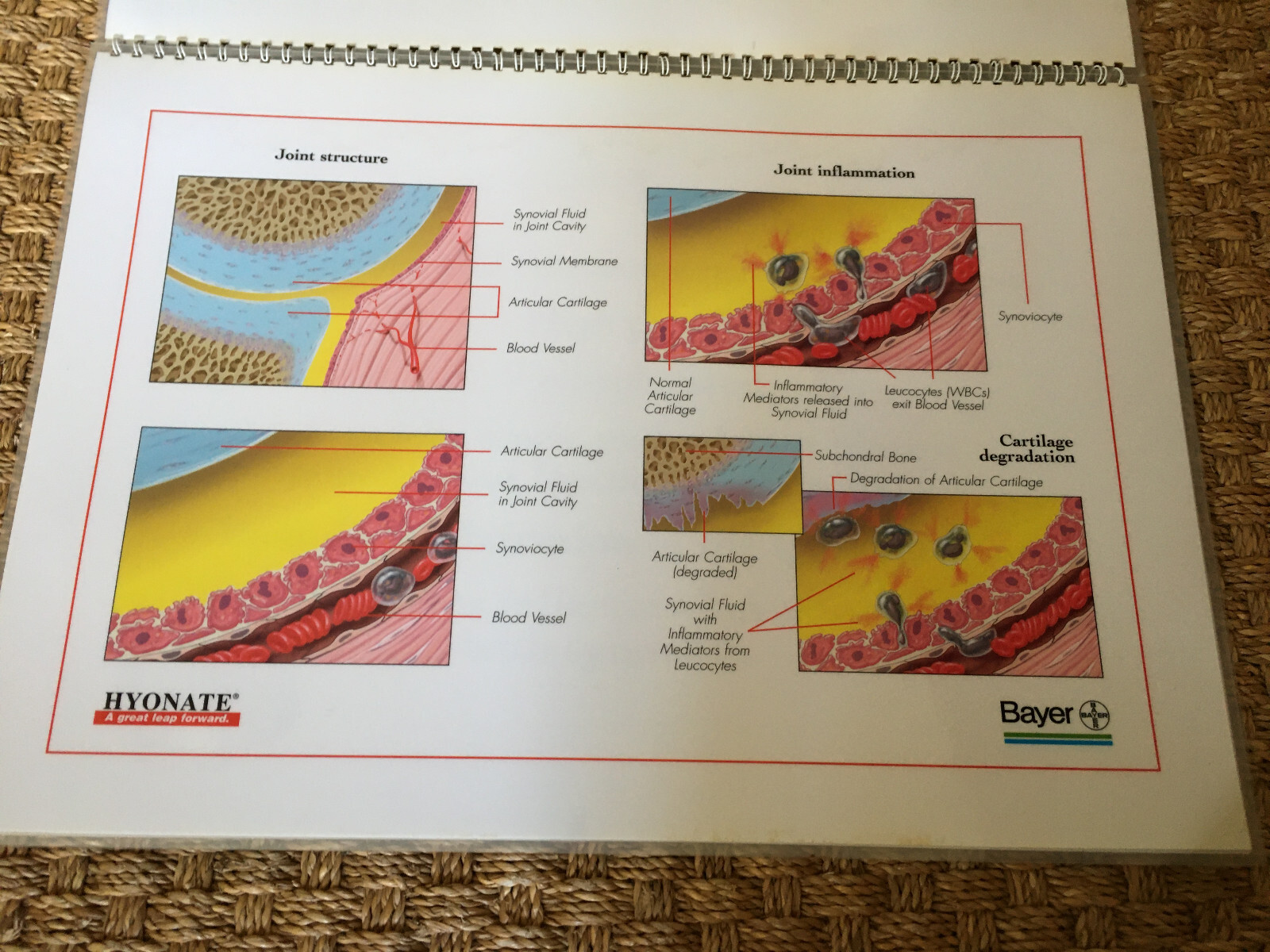 Equine Joint Disease laminated illustrations Bayer Hyonate booklet 43 x 30.5 cm