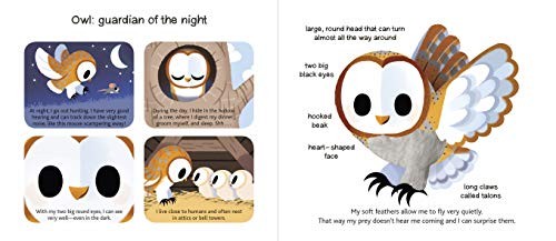 Touch and Explore: Animals at Night, Pascale Hedelin
