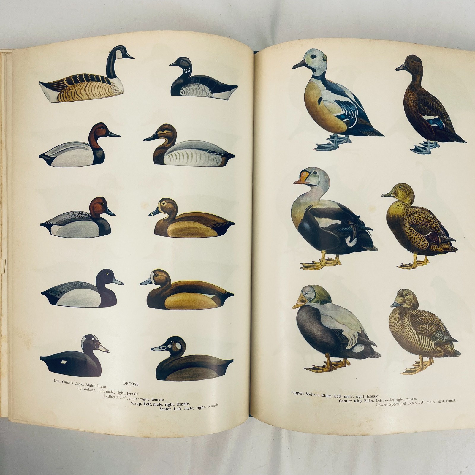 The New Hunters Encyclopedia editor Raymond R. Camp 1972 Third Revised Edition