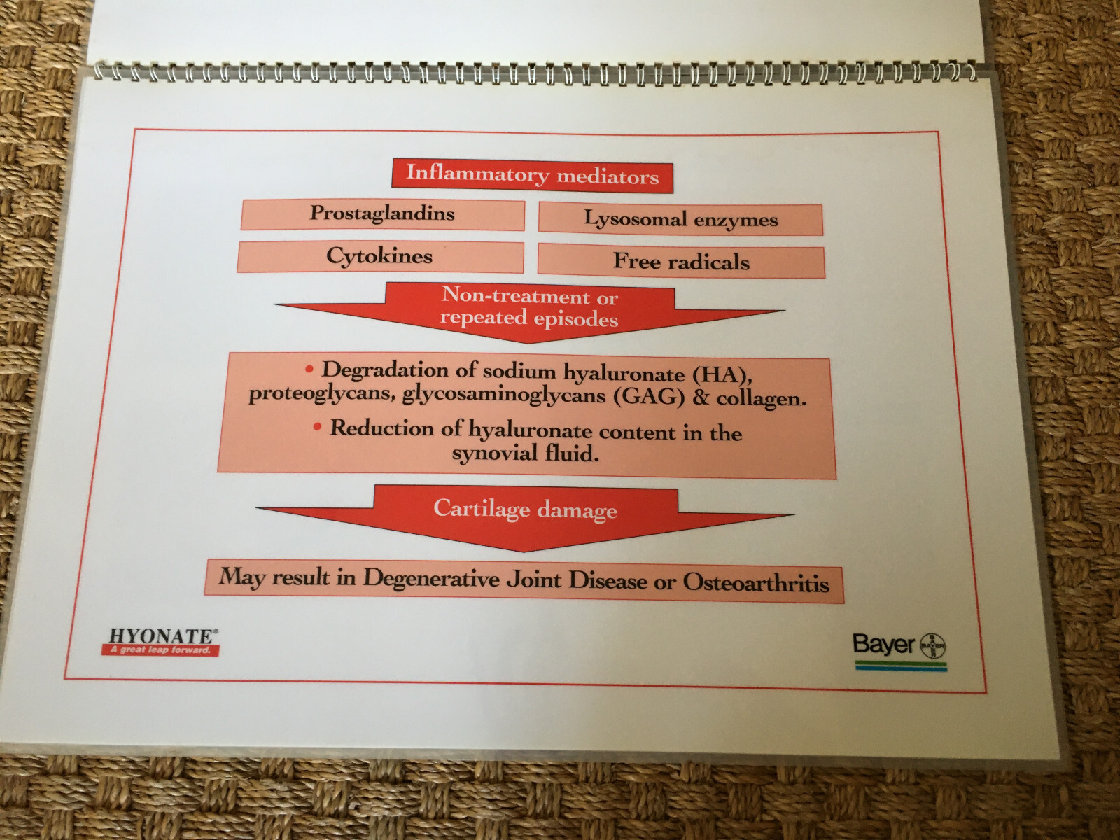 Equine Joint Disease laminated illustrations Bayer Hyonate booklet 43 x 30.5 cm