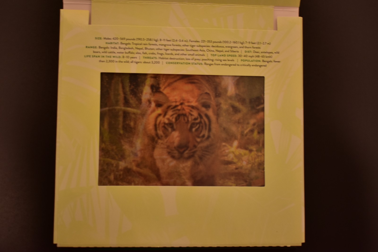 Jungle and Wild by Kathy Wollard and Dan Kainen (2016, Hardcover)
