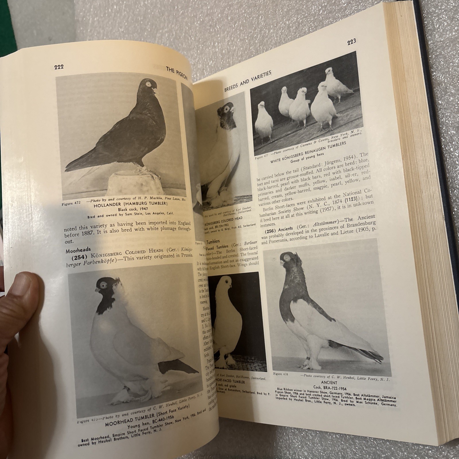 Pigeon by Wendell M. Levi (Hardcover 1998 Reprinted Edition) No DJ