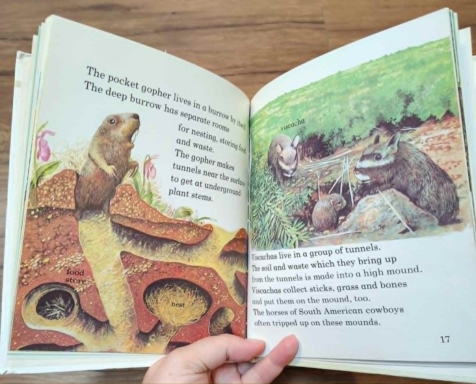 Animals That Burrow (Macdonald First Library ) – Various