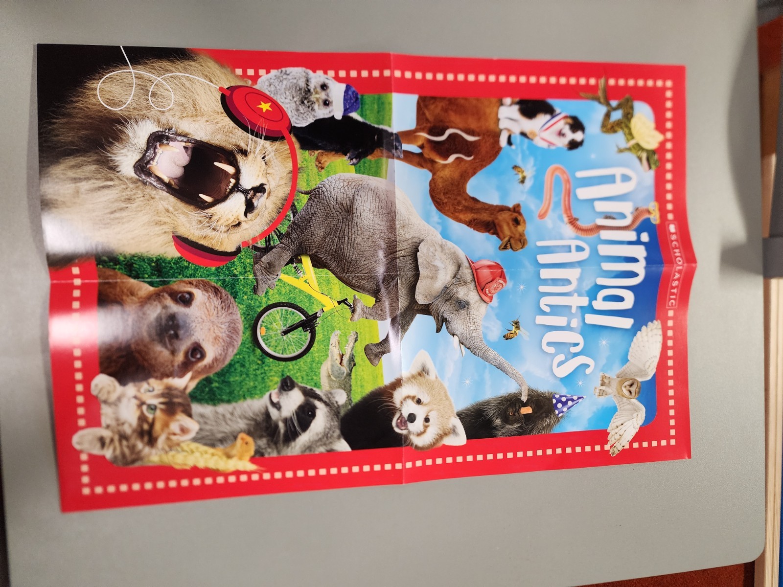 Animal Antics First Grade Reader Box Set: Scholastic Box or Slipcased