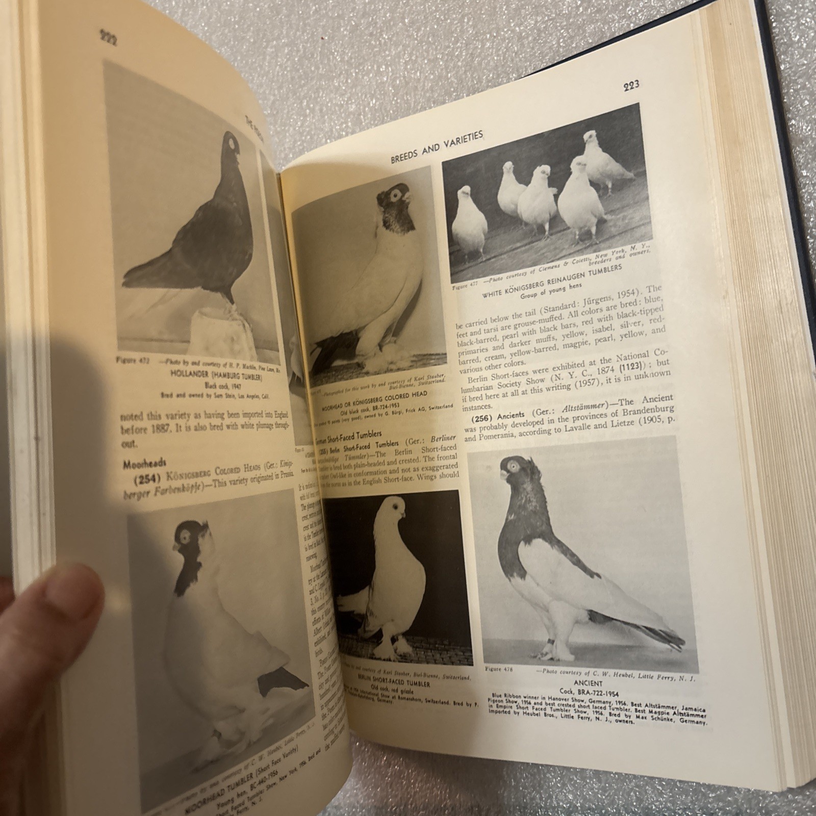 Pigeon by Wendell M. Levi (Hardcover 1998 Reprinted Edition) No DJ