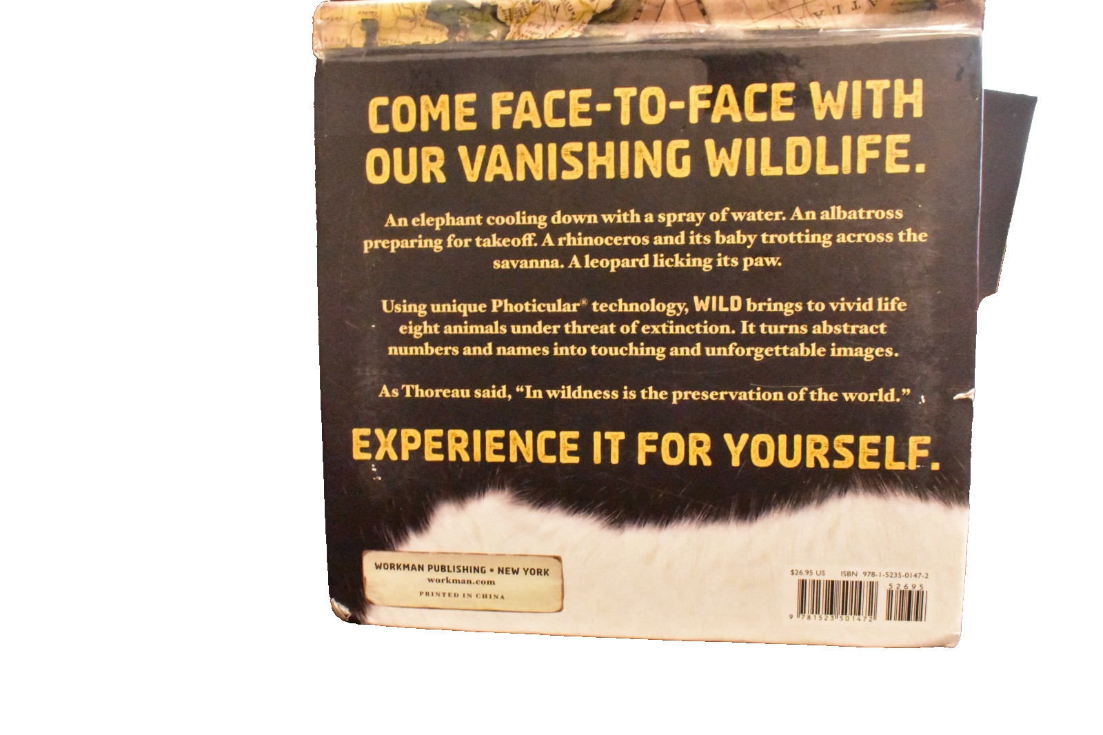 Jungle and Wild by Kathy Wollard and Dan Kainen (2016, Hardcover)