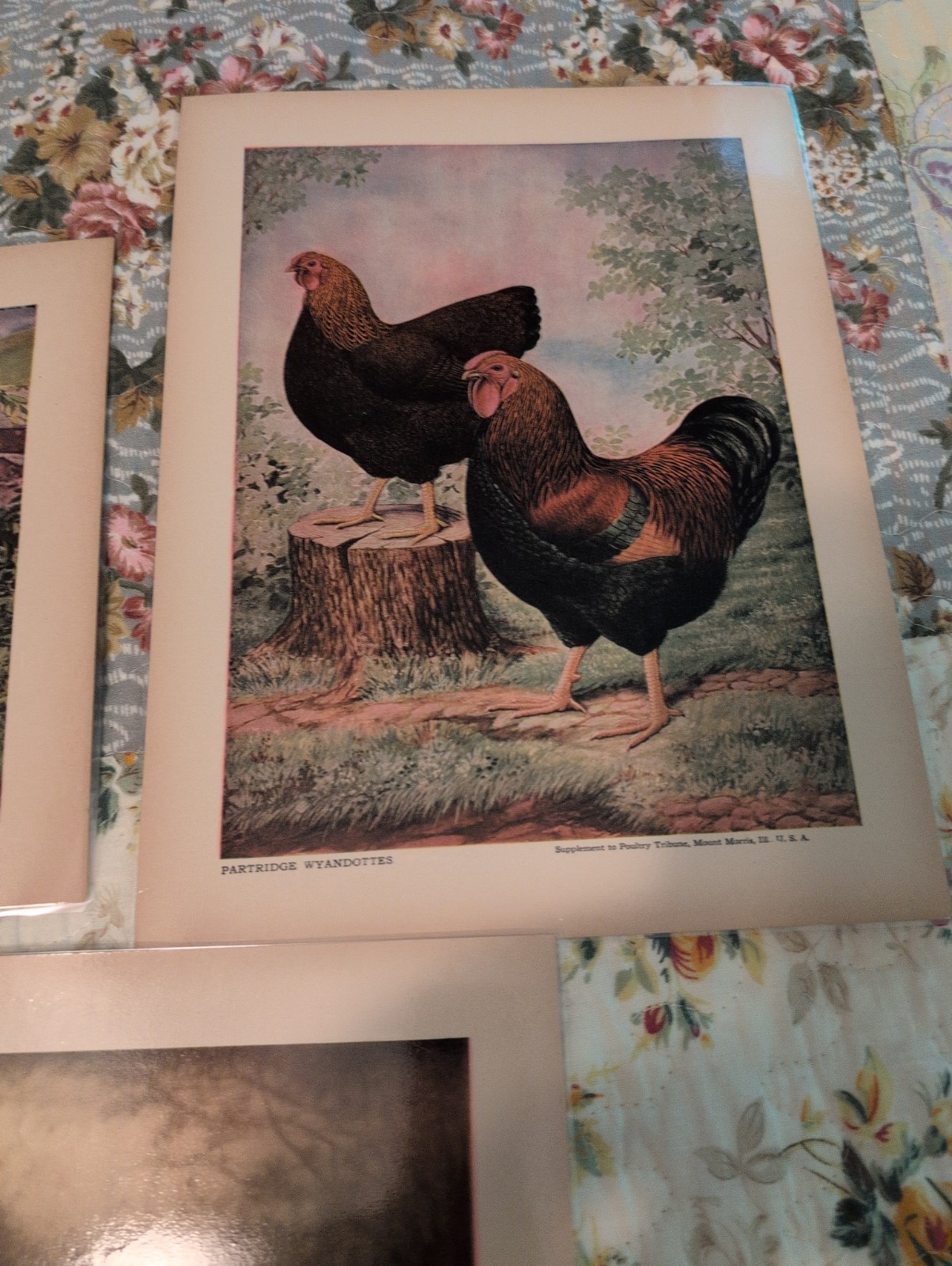 12- 1920s-1930s Poultry Tribune Magazine Chicken Poultry Prints- Laminated