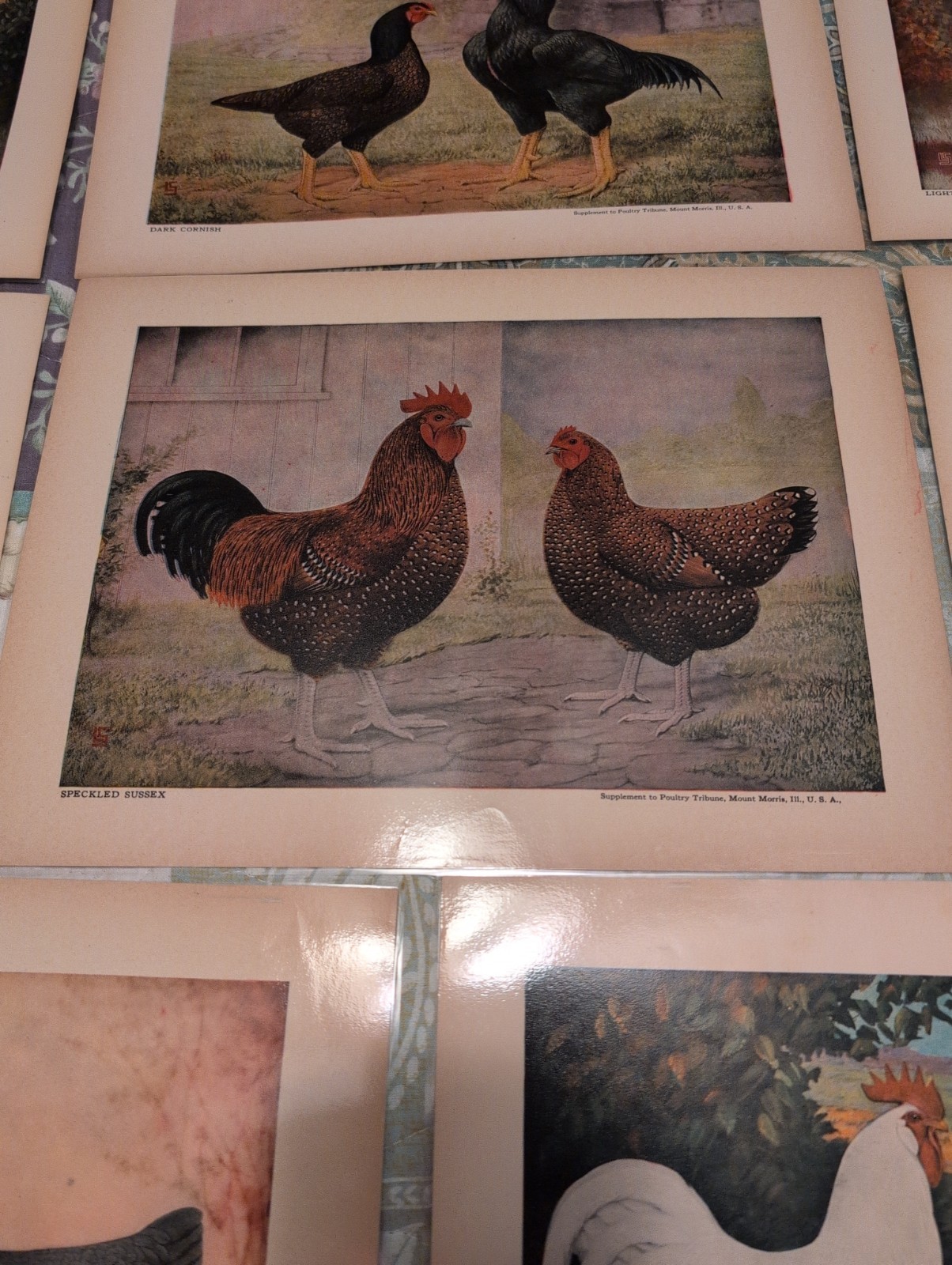 12- 1920s-1930s Poultry Tribune Magazine Chicken Poultry Prints- Laminated